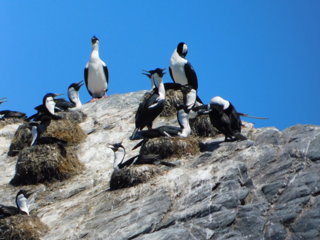 Cormoran Imperial