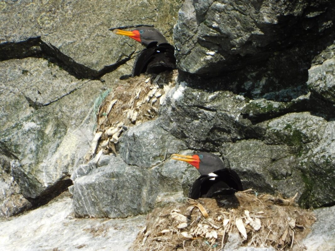 Cormoran Lile