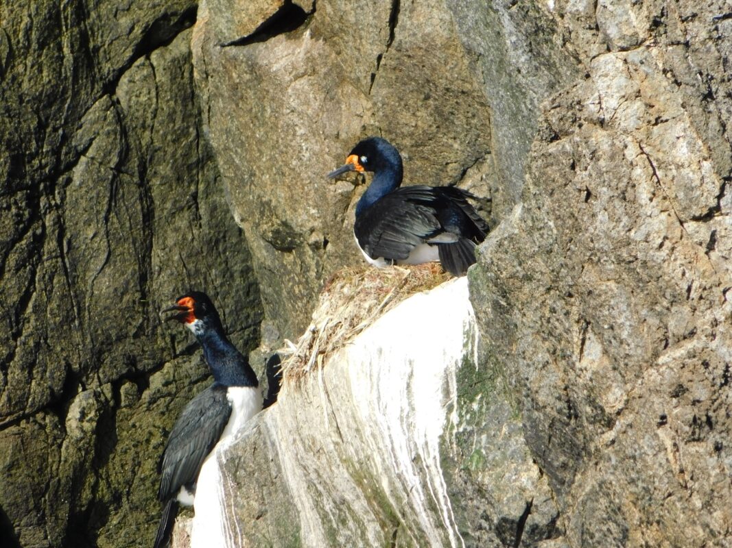 Cormoran de las rocas