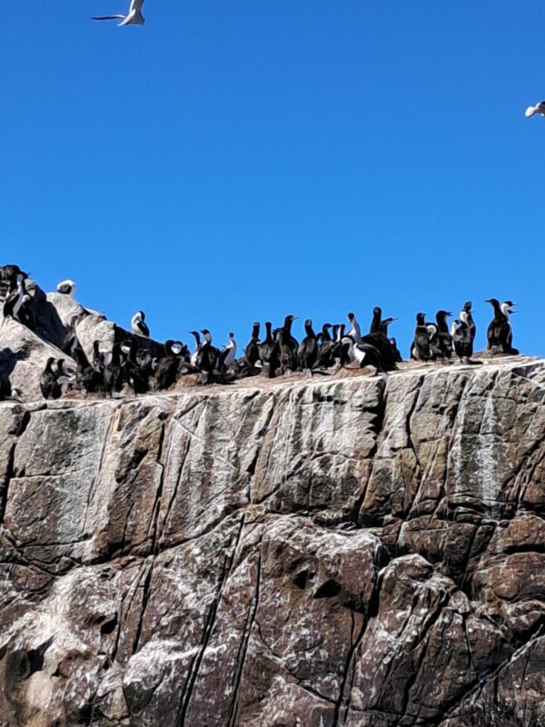 Colonia de Cormoranes Imperiales