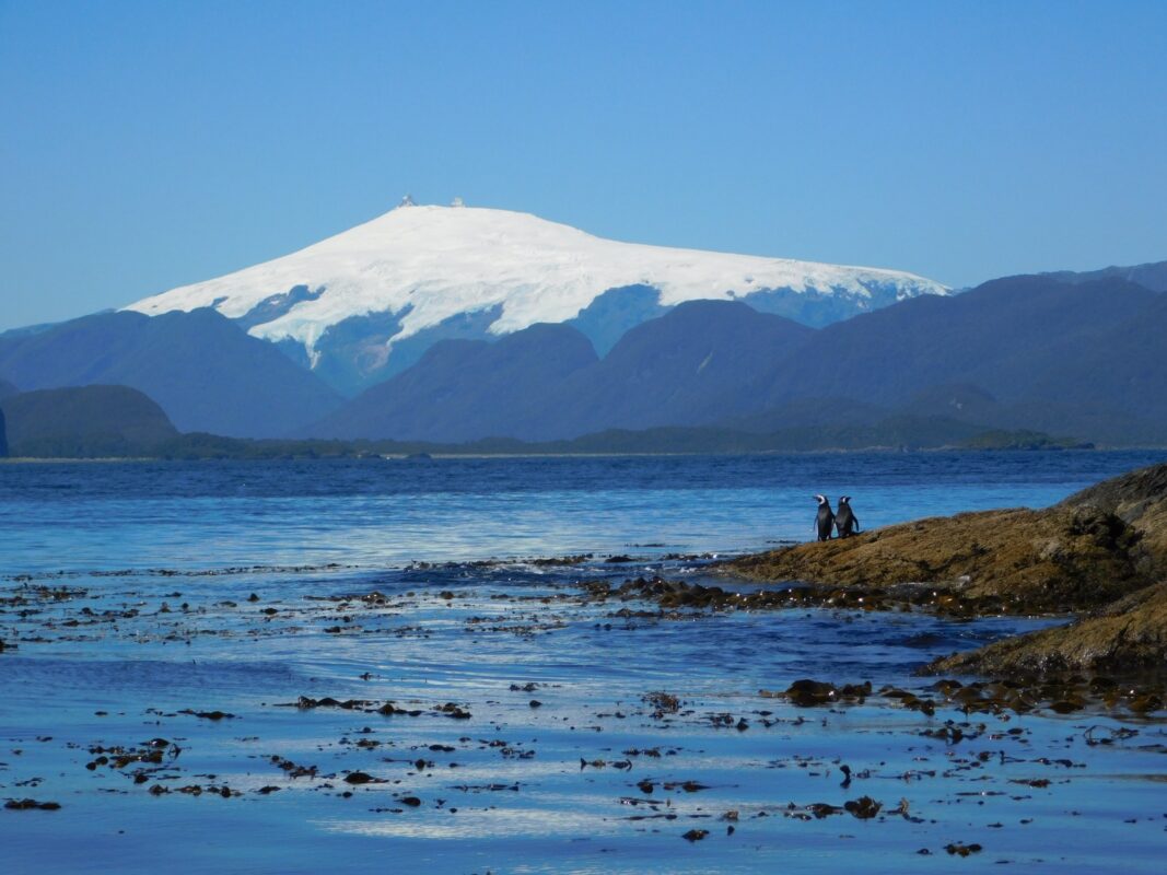 Pareja de Pingüinos