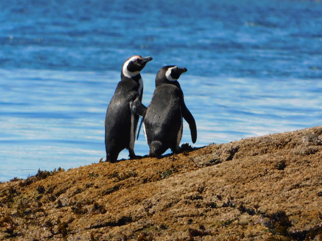 Pingüino magallánico (Spheniscus magellanicus)