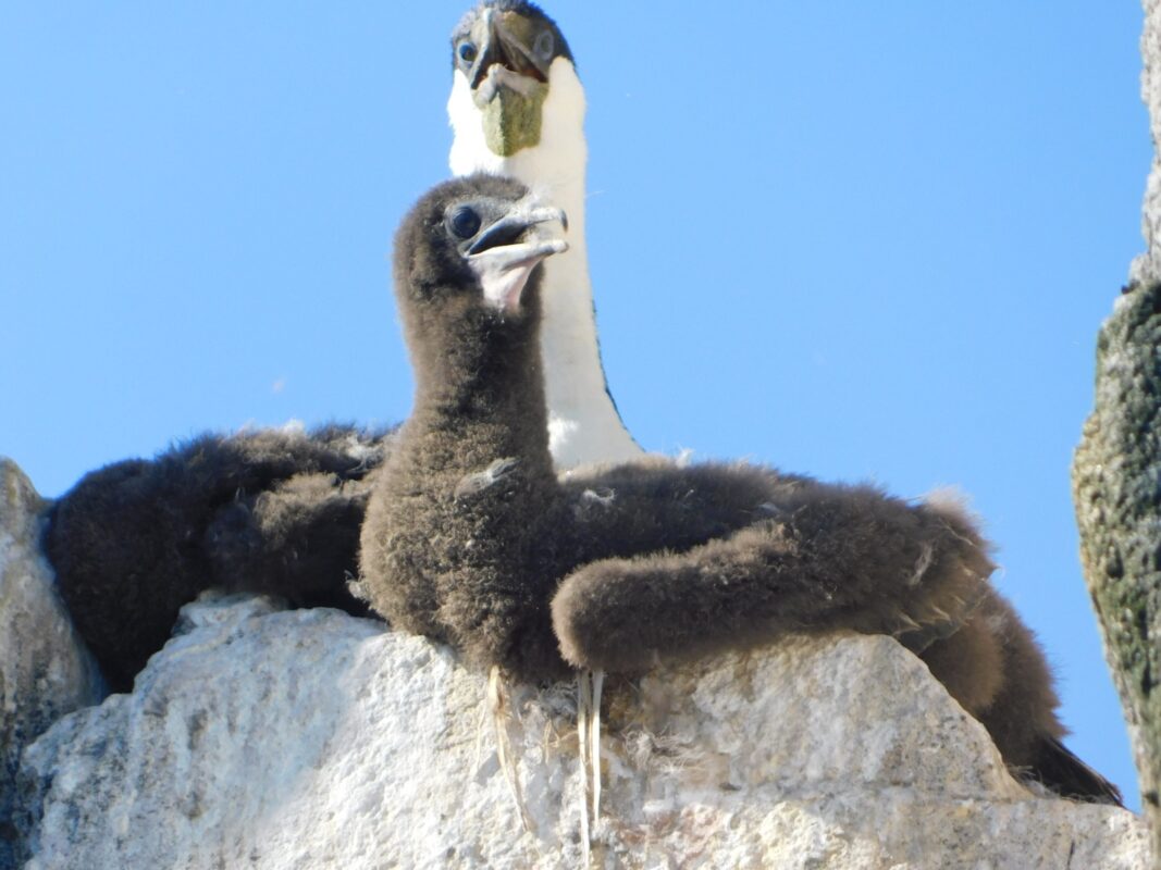 Pichón de Cormoran Imperial