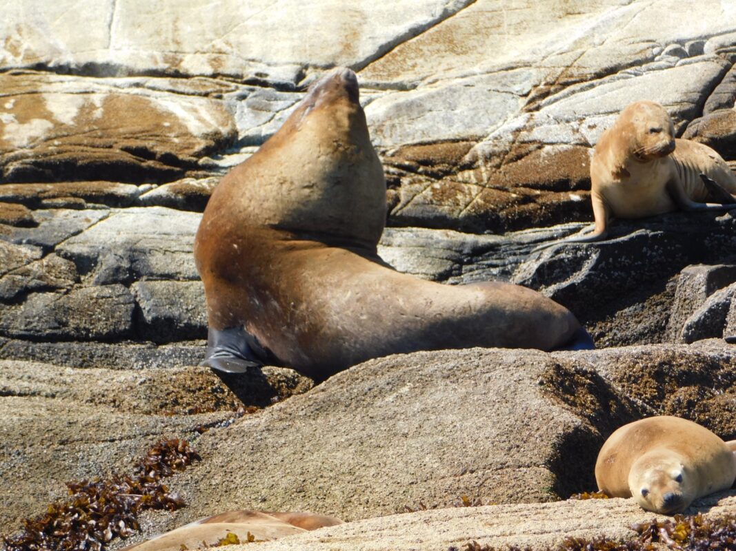 Lobo marino común (Otaria flavescens)