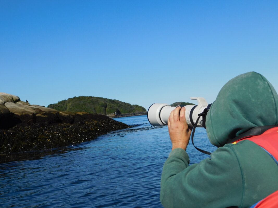 Observación de fauna marina