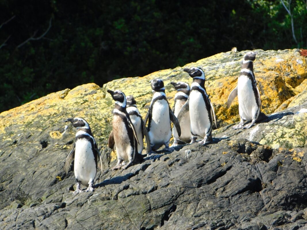Pingüino magallánico (Spheniscus magellanicus)
