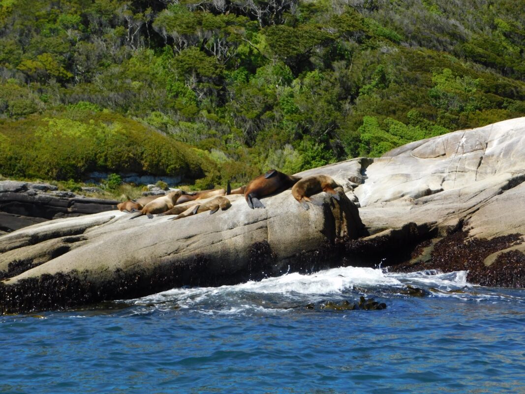 Lobo marino común (Otaria flavescens)
